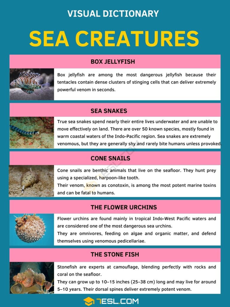 Sea Creatures Vocabulary: Common Species & Top 5 Venomous List • 7ESL