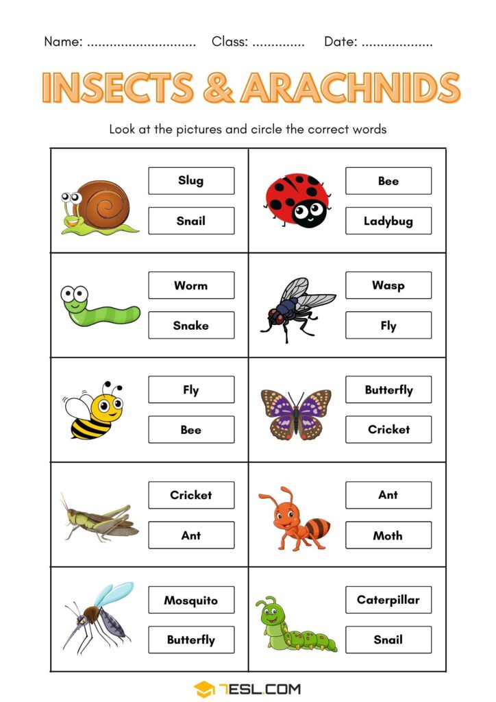 Free Printable Insects Worksheets (PDF) for Kids • 7ESL