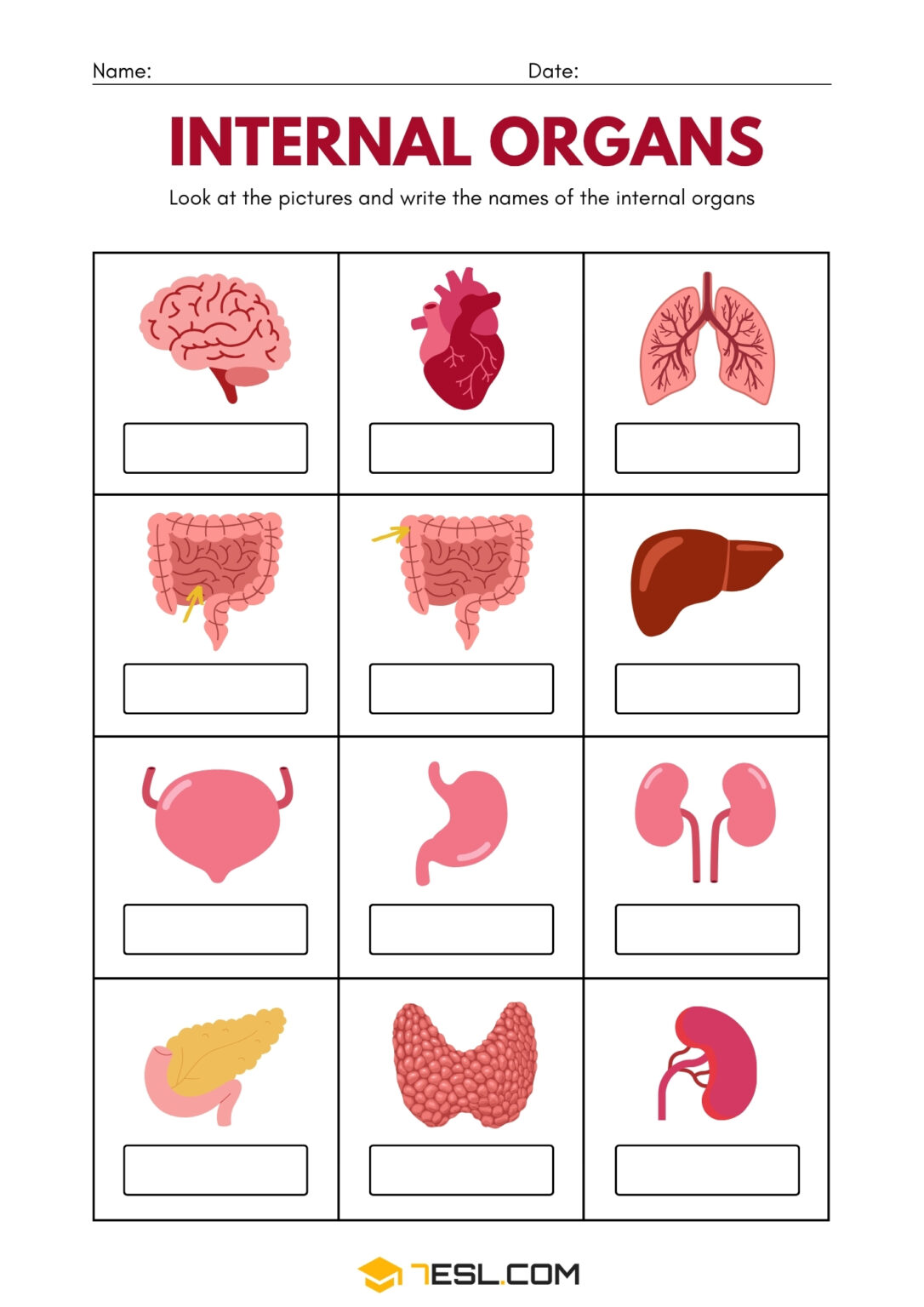 Organs Worksheet Internal Organs Worksheets: Free Anatomy Printables for Kids • 7ESL